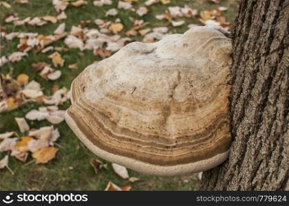 Big tinder fungus Fomes fomentarius on tree stem closeup on autumn background