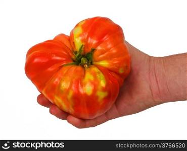 big tomato in the hands of a farmer