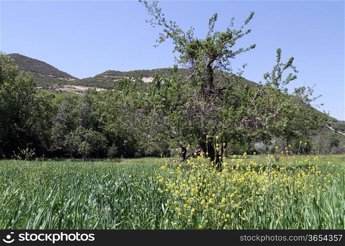 Big tree and green grass in Turkey