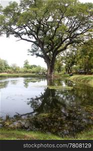 Big tree and pond in park Sukhotai, Thailand