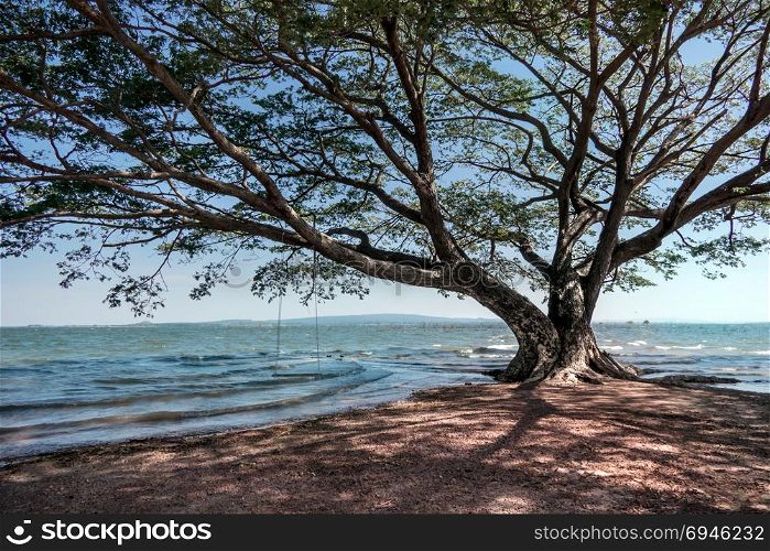 Big tree and seascape background with blue sky , A beautiful nature. Big tree and seascape background