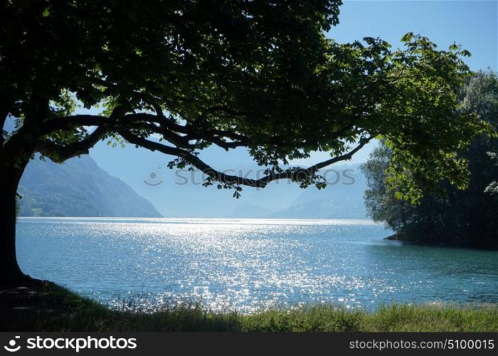 Big tree and sunlight reflection on the surface of lake in Switzerland