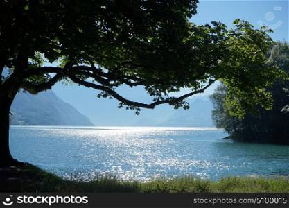 Big tree and sunlight reflection on the surface of lake in Switzerland