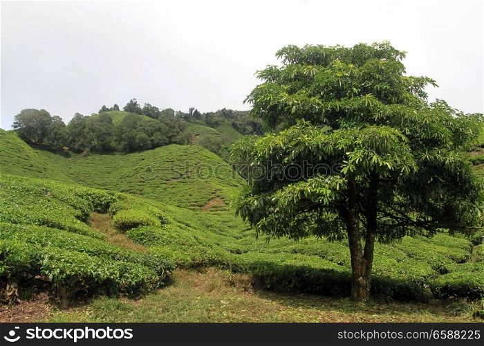 Big tree and tea plantation in Cameron Highlands, Malaysia