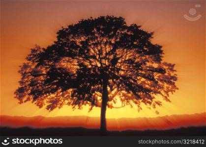 Big Tree at Sunset