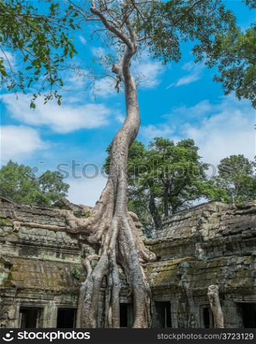 Big tree at Ta Prohm Temple, Angkor Wat, Cambodia, Southeast Asia