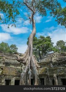 Big tree at Ta Prohm Temple, Angkor Wat, Cambodia, Southeast Asia