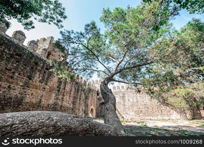 big tree growing inside a ruined castle