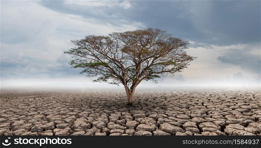 Big tree growth on cracked soil in arid areas of landscape