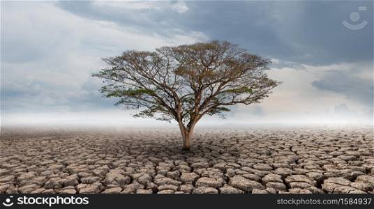 Big tree growth on cracked soil in arid areas of landscape