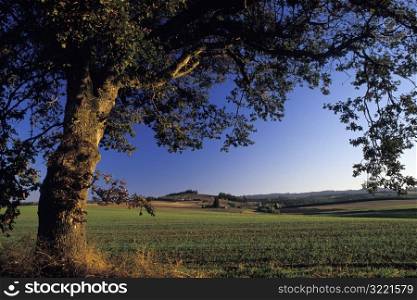 Big Tree in a Cultivated Field