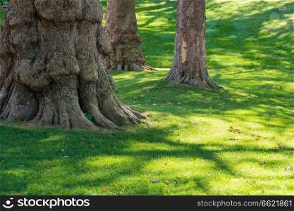 Big tree in green park with shining sun