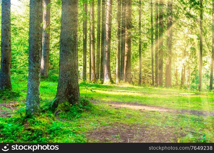 Big tree in green pine forest with shining sun rays