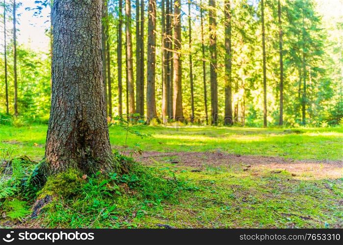 Big tree in green pine forest with shining sun rays
