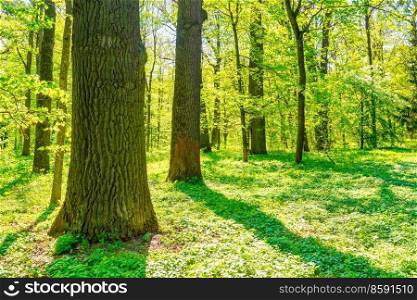 Big tree in green spring forest, nature forest landscape