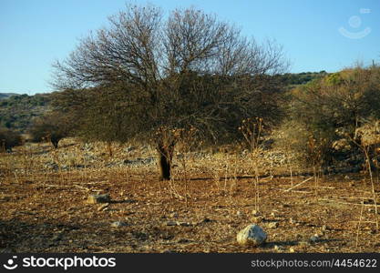 Big tree in Israel