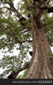 Big tree in Mingun, Mandalay, Myanmar