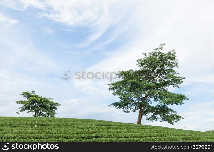 Big Tree. In Tea Plantation Tea Plantation in arable farming on the mountain.