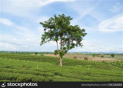 Big Tree. In Tea Plantation Tea Plantation in arable farming on the mountain.