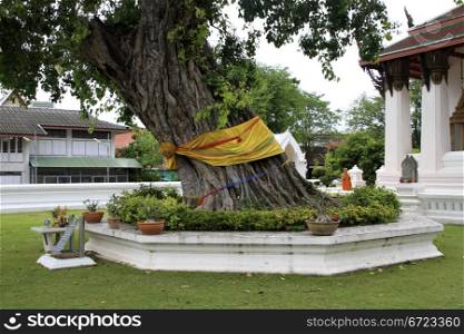 Big tree in Wat Suwandararam Rajawaraviharn in Ayutthaya, Thailand