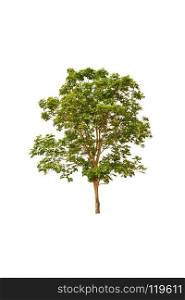 big tree isolated on a white background 
