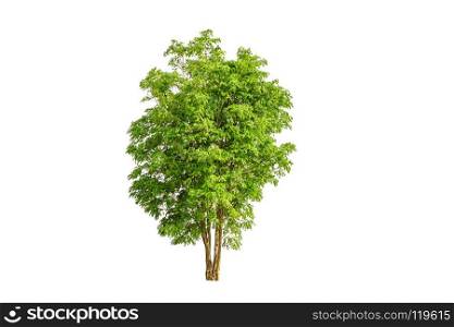big tree isolated on a white background