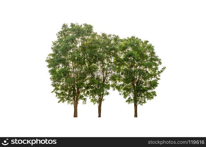 big tree isolated on a white background 
