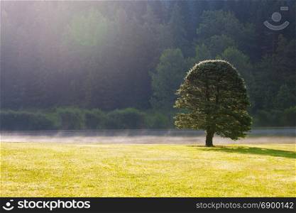 Big tree near the foggy morning summer lake. Alpine mountain park