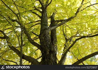 Big tree of autumn tint