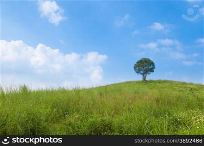 Big tree on a hillside. A large tree in the middle of pastures. Mostly clear skies