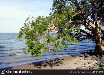 Big tree on the beach on the island Ometepe, lake Nicaragua