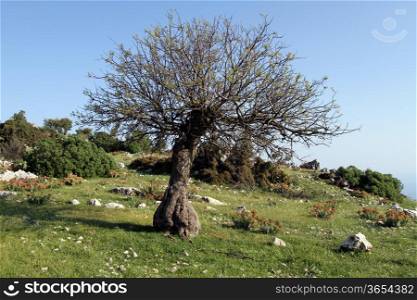 Big tree on the green grass in Lycia, Turkey