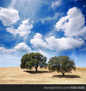 Big tree on the hill over cloudy sky. Pasture countryside summer landscape