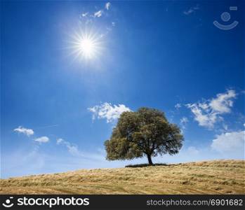 Big tree on the hill over sunny sky. Pasture countryside summer landscape