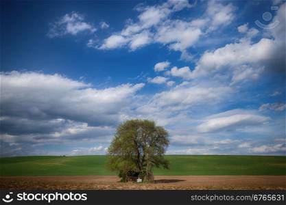 Big tree over blue sky