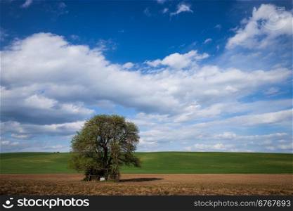 Big tree over blue sky. Nature background