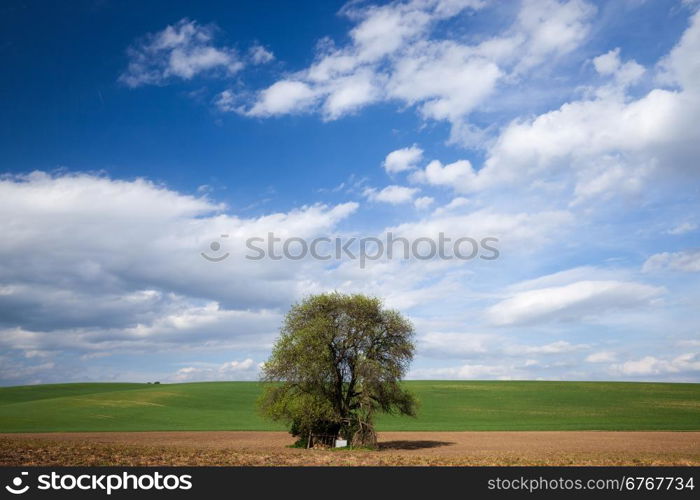 Big tree over blue sky. Nature background