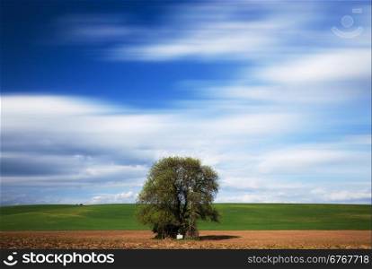 Big tree over motion blurred blue sky. Nature background