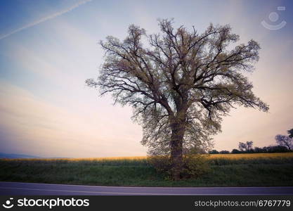 Big tree over sunset sky. Nature summer background