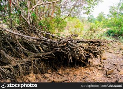 big tree root