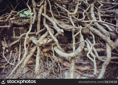 big tree root. Roots of old tree