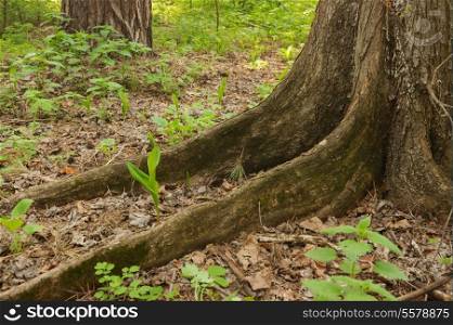 big tree roots