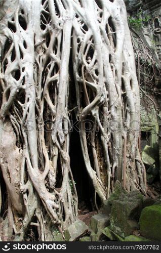 Big tree roots and Ta Prom temple, Angkor, Cambodia