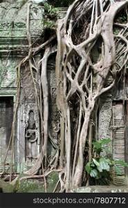 Big tree roots and wall of Ta Prom temple, Angkor, Cambodia