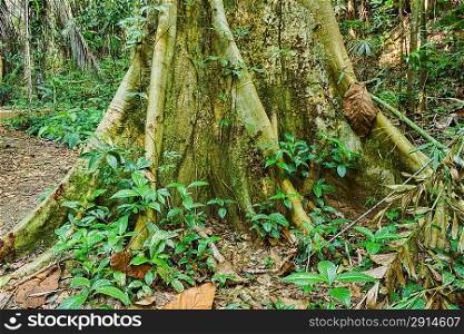 big tree roots tropical jungles of South East Asia