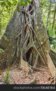 big tree roots tropical jungles of South East Asia