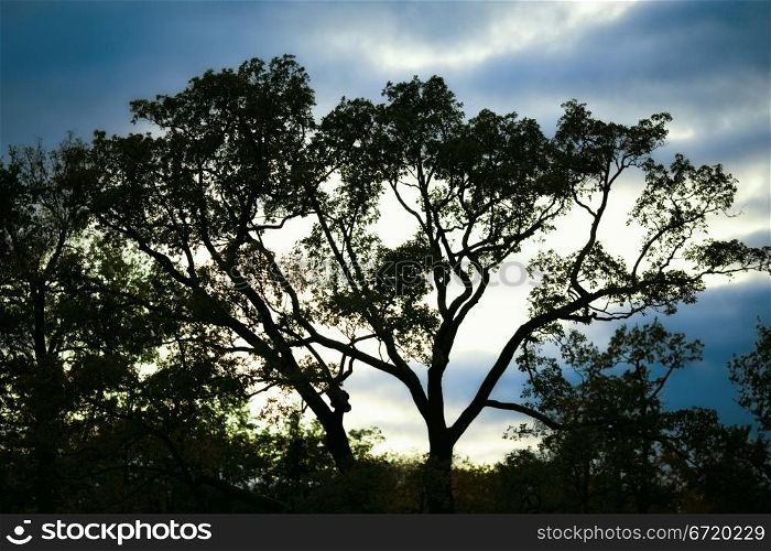 big tree silhouette against night dark sky