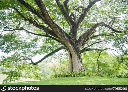 Big tree with fresh green leaves, stock photo