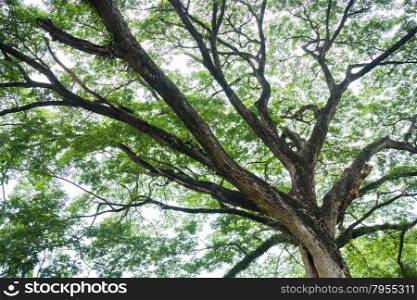 Big tree with fresh green leaves, stock photo