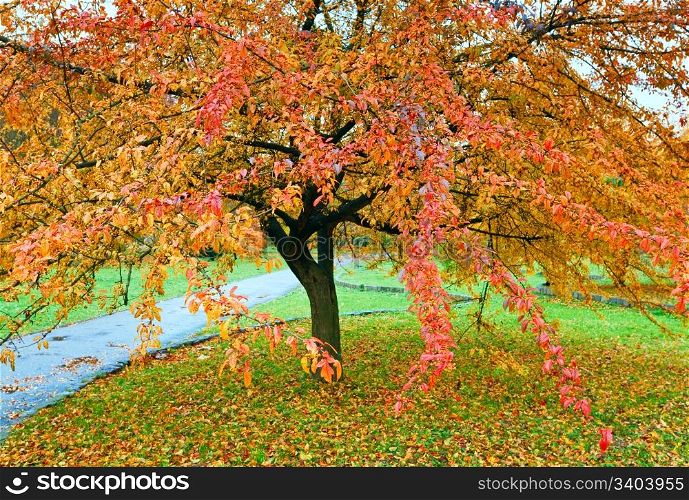 Big tree with red and yellow foliage in golden autumn city park